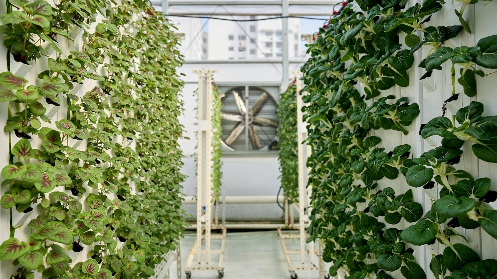 Group Greenhouse Tour @ Greenhood