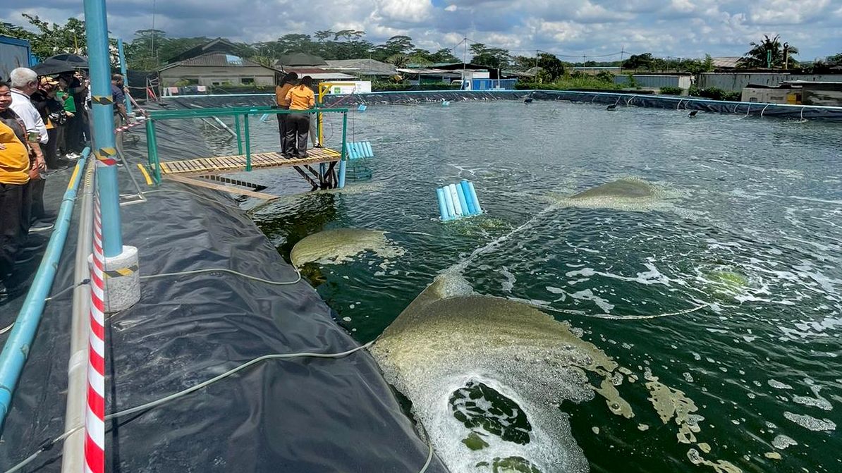 Shrimp Farm Tour