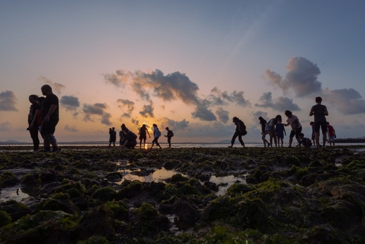 A Deep Dive Into Singapore’s Coastal Ecology (Intertidal Walk)