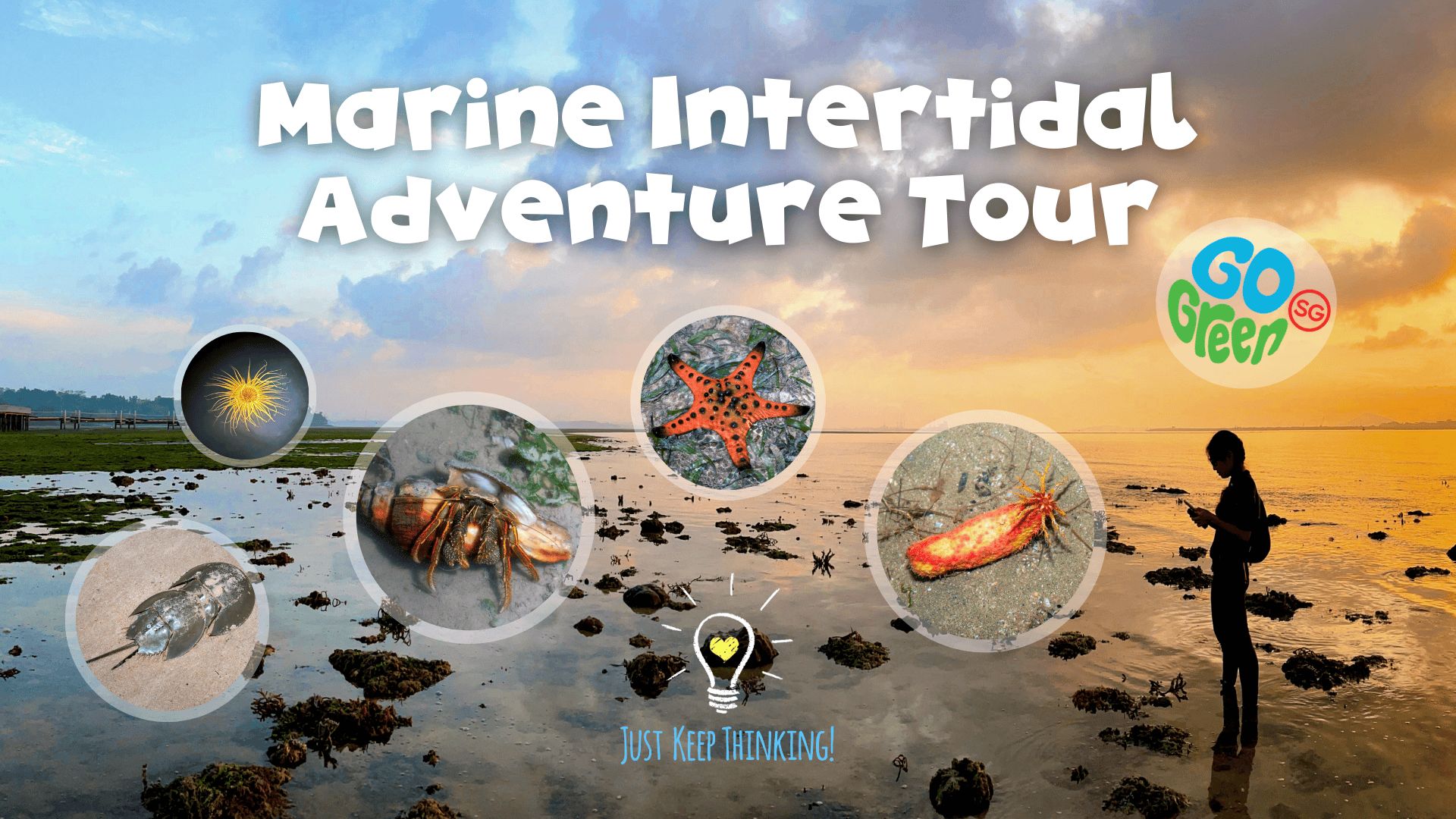 Marine Intertidal Tour with Biogirl MJ