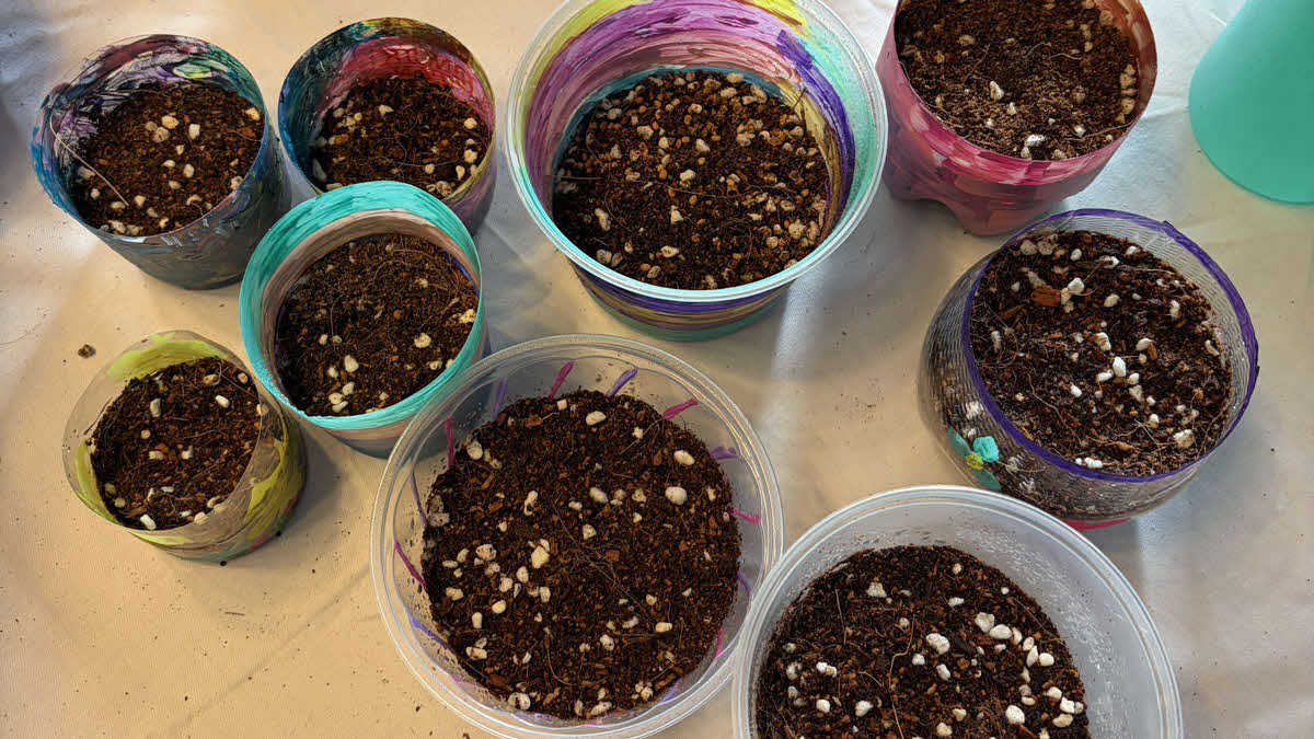 Plant your own Microgreens