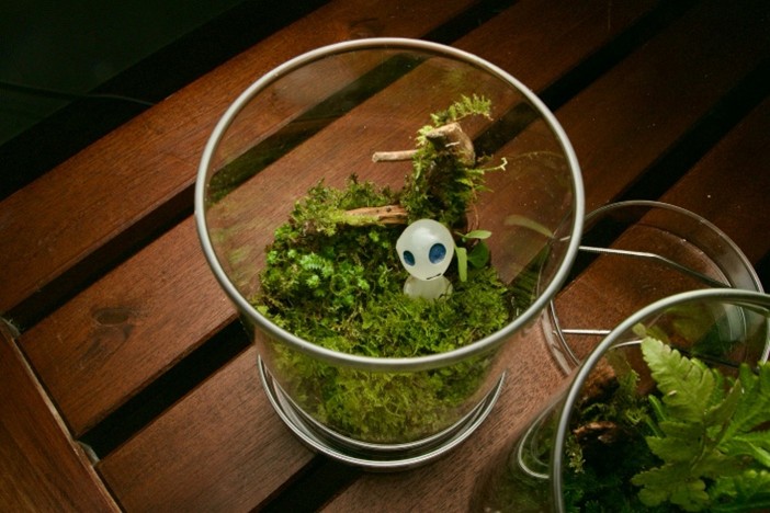 Recreating Native Habitats (Upcycled Terrarium Workshop)