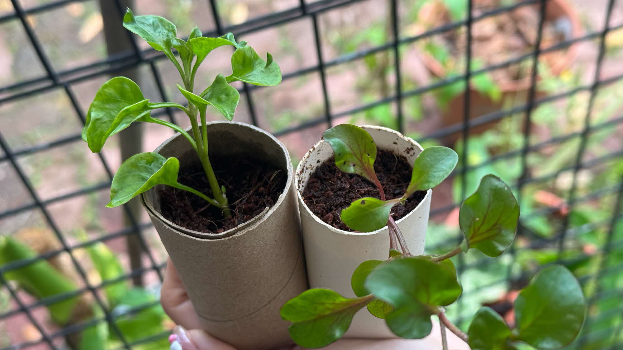 DIY Bio-Degradable Seedling Pots (Punggol Coast Hawker)