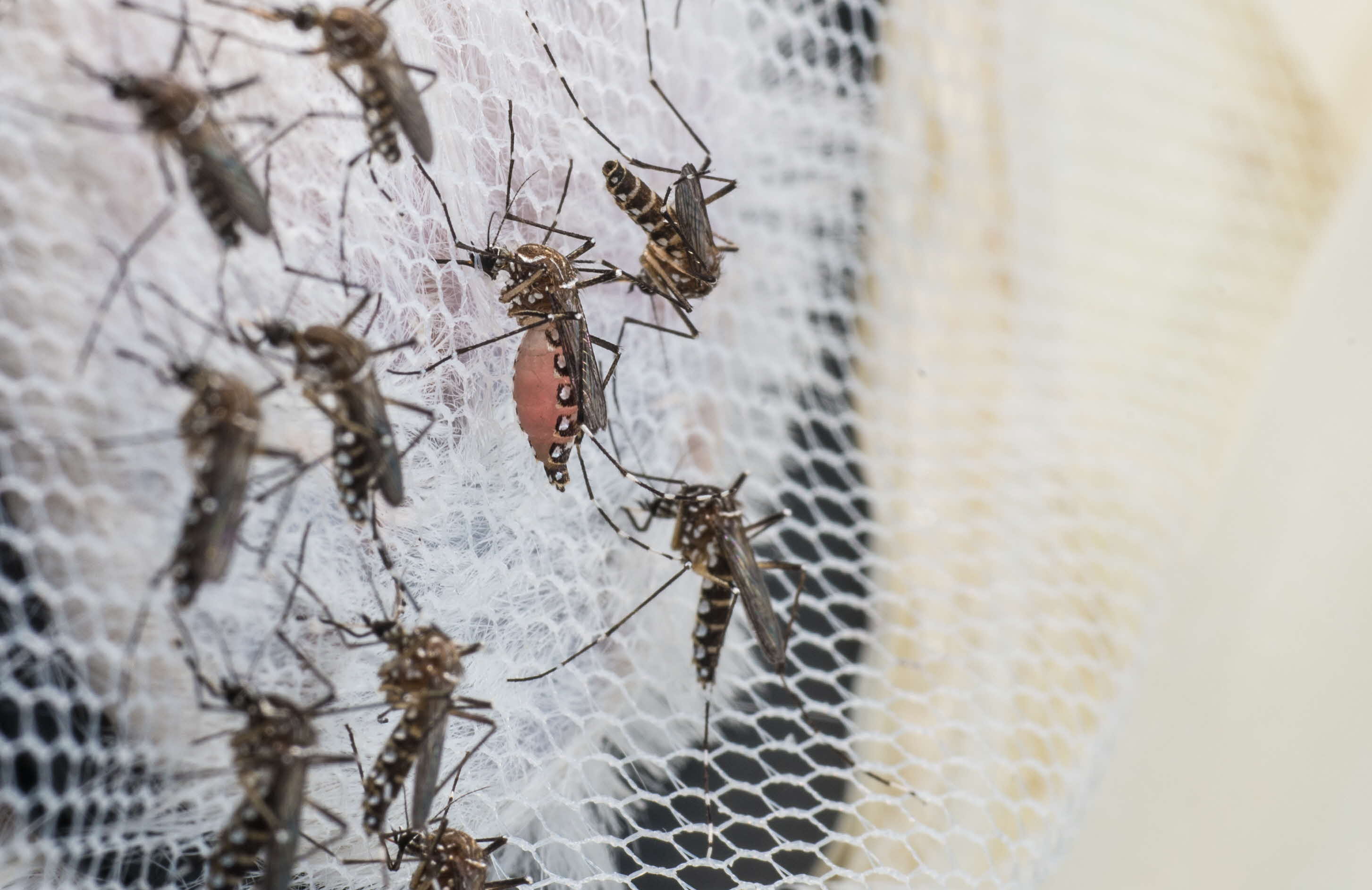 Behind The Scenes of Mosquito Factory for the Fight against Dengue