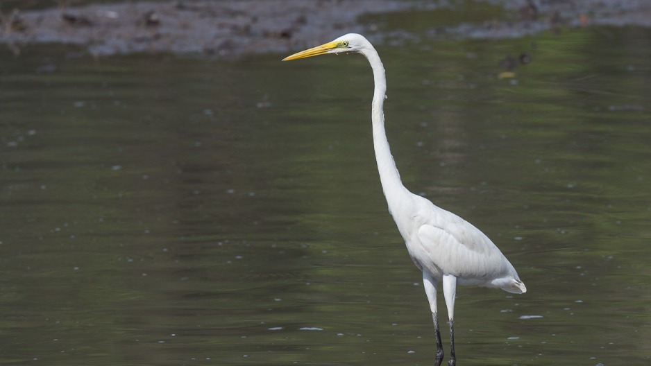 Heron Watch