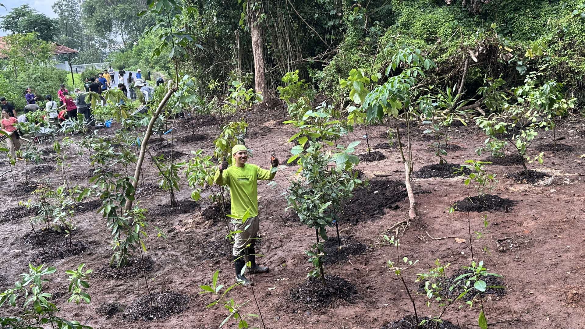 Help restore Singapore's forests with NUS Toddycats