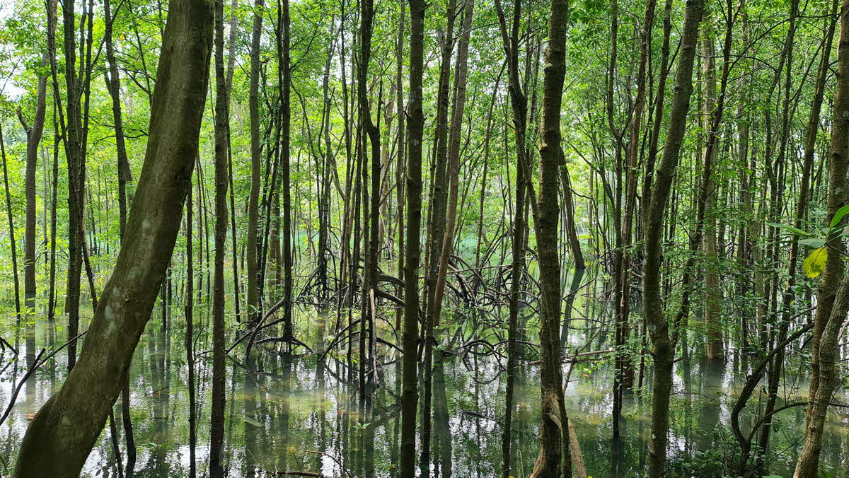 Pasir Ris Park Mangroves Guided Walk