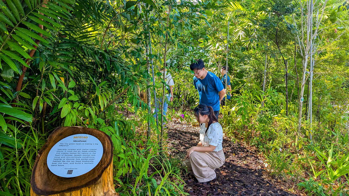 Sentosa Eco-Odyssey Tour