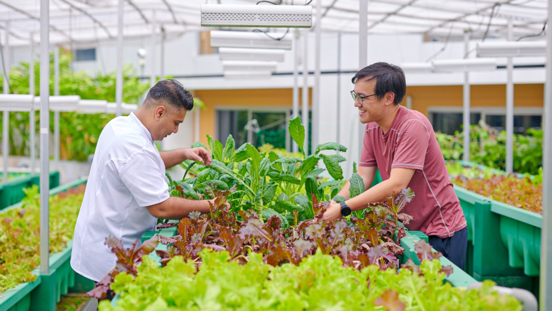 Aquaponics Farm Tour at Fairmont Singapore & Swissôtel The Stamford
